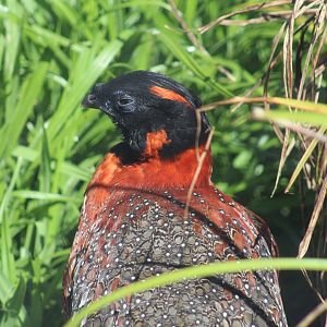 Satyr Tragopan