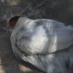 Tibetan White Eared-Pheasant