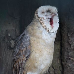 Central European Barn Owl