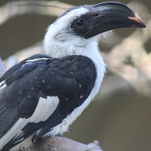 Von der Decken's Hornbill