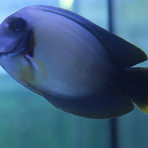 Acanthurus pyroferus