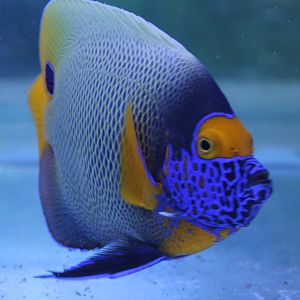 Pomacanthus xanthometopon