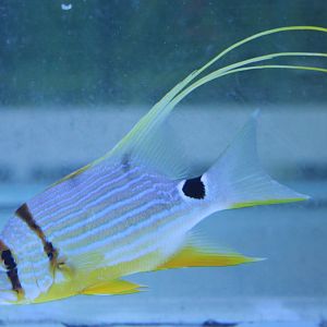 Symphorichthys spilurus