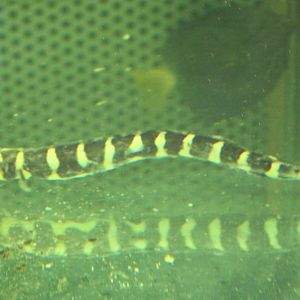 Pholidichthys leucotaenia