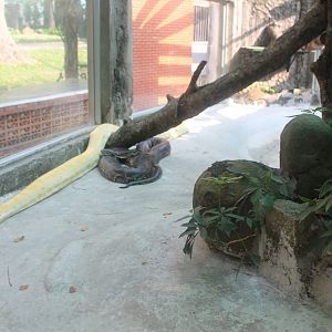 one of the Burmese Python enclosures in the Reptile House