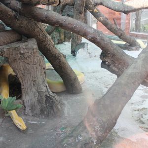 one of the Burmese Python enclosures in the Reptile House