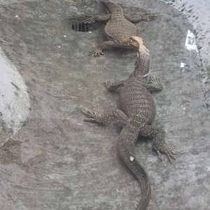 Clouded Monitors in the Reptile House