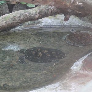 marine turtles in the Reptile House