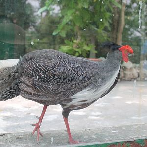 Silver Pheasant (annamensis)