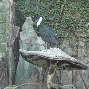 Woolly-necked Stork on a mushroom
