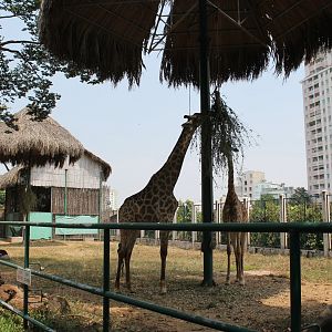 second giraffe enclosure