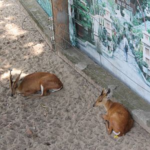 Common Muntjac