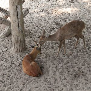 Hog Deer and Common Muntjac interaction