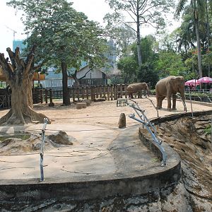 Asian Elephants