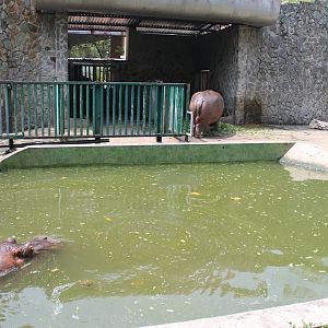 enclosure for Common Hippo