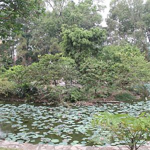 the lake in the zoo, home to free-flying birds