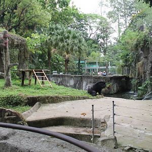 enclosure for Asiatic Black Bears