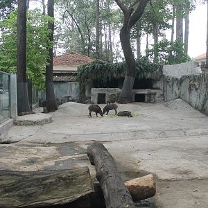 enclosure for Asian Wild Pigs