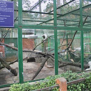 White Fox watching Smooth-coated Otters