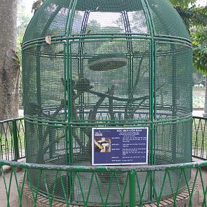 cage for a pair of Con Dao Giant Squirrels (Ratufa bicolor condorensis)