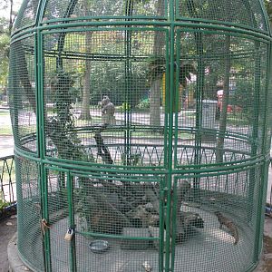 cage for a Small Asian Mongoose (Herpestes javanicus)