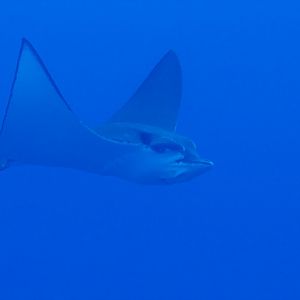 Eagle Ray