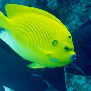 Threespot Angelfish
