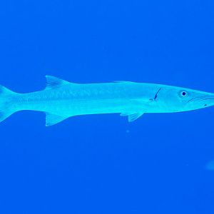Great Barracuda