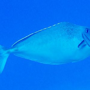 Bulbnose Unicornfish