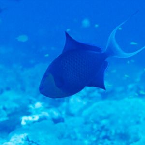 Redtooth Triggerfish