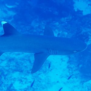 Whitetip Reef Shark