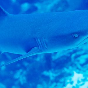 Whitetip Reef Shark