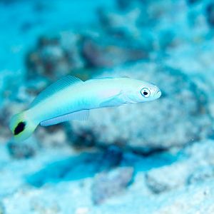 Tailspot Dartfish