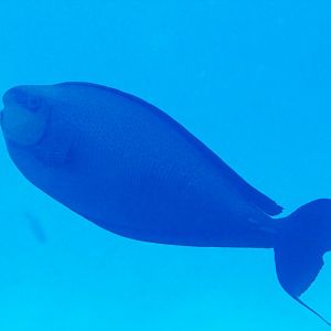 Bignose (Vlaming's) Unicornfish