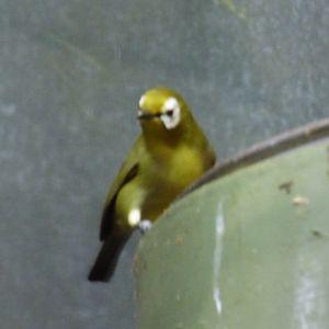 African Montane White-Eye