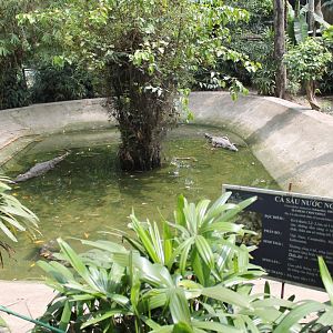 Siamese Crocodiles