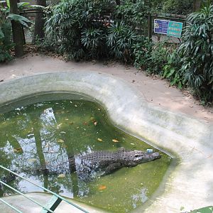 Siamese Crocodile