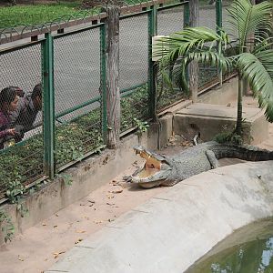 Siamese Crocodile