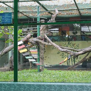 cage for Ring-tailed Lemurs