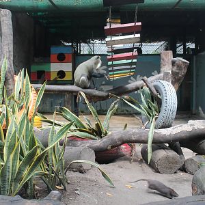 cage for De Brazza's Monkey