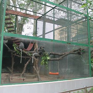 cage for Black-shanked Doucs