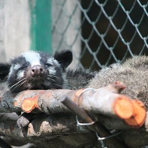 Masked Palm Civet (Paguma larvata)