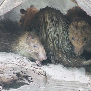 Asian Brush-tailed Porcupines (Atherurus macrourus)