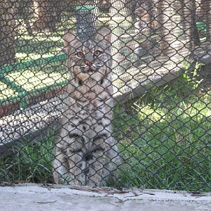 juvenile bobcat