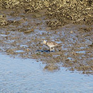 Eurasian Curlew