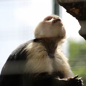 White-Throated Capuchin