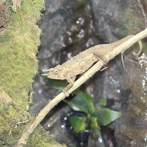 Kikuyu Three-Horned Chameleon