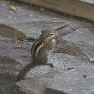 Swinhoe's Striped Squirrel