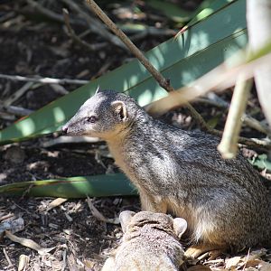 Northern Narrow-Striped Boky