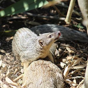 Northern Narrow-Striped Boky